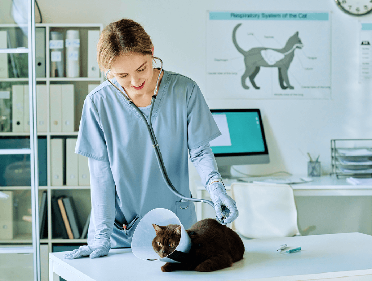 Freemann-Fritts Veterinary Clinic and Shelter Services Banner Background Image