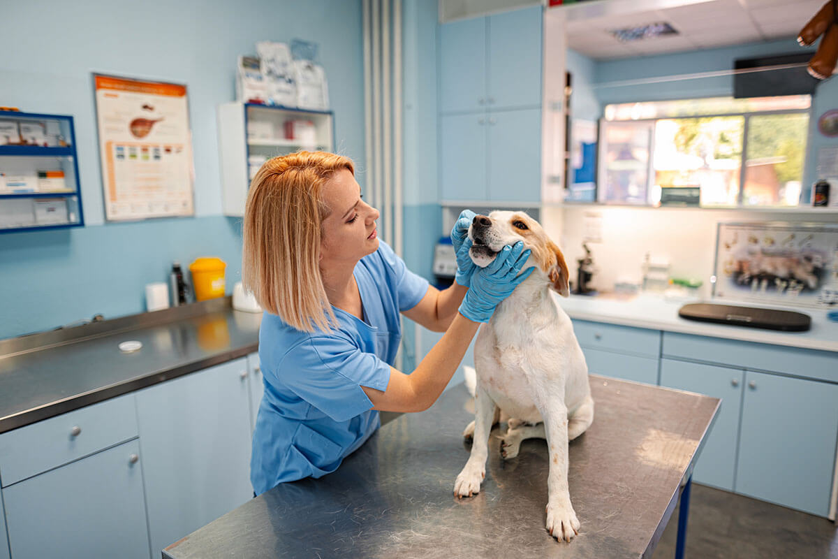 Diagnostics & Testing