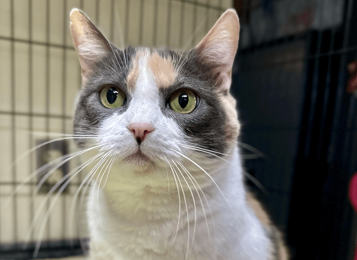 Freemann-Fritts Veterinary Clinic and Shelter - Kimmie’s Korner Image