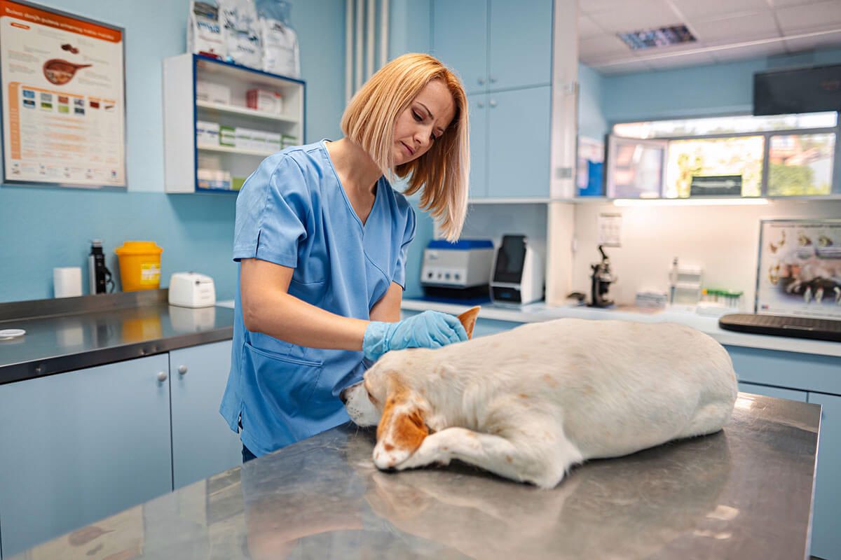 Freemann-Fritts Veterinary Clinic and Shelter Veterinary Care Banner Background Image