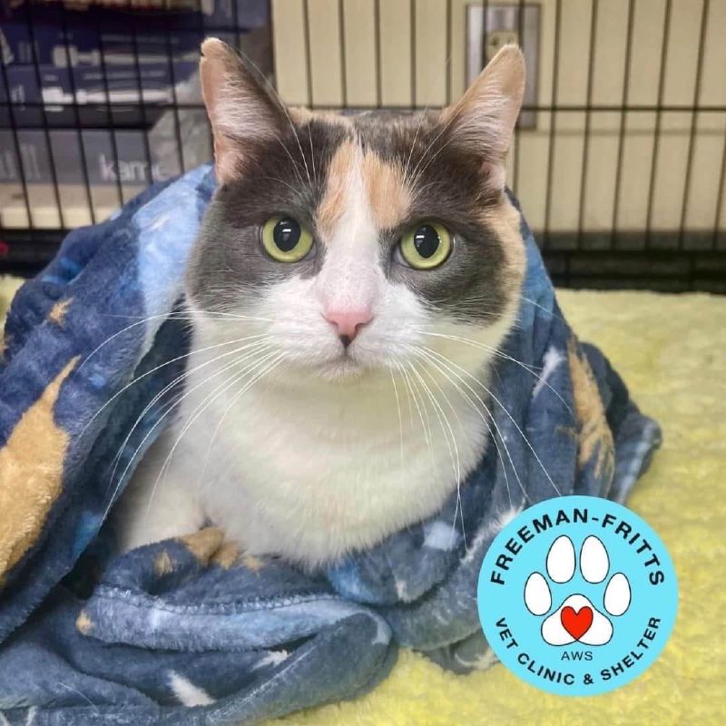 Brr…It’s Cold Out There! Pet Safety Tips For Winter Weather