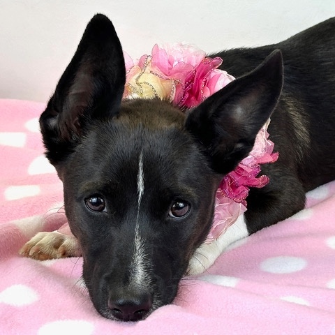 Shortstack waiting for her forever home Shortstack