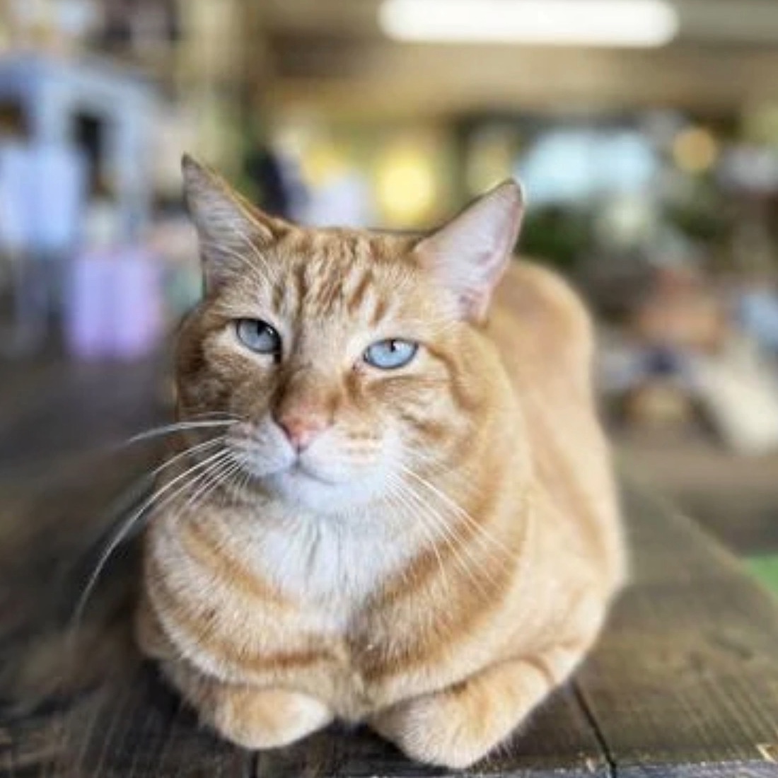 Bartholomeow Hamil III