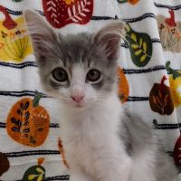 Why Sponsor A Pet? - Loving pet