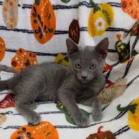 Why Sponsor A Pet? - Loving pet