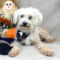 Why Sponsor A Pet? - Loving pet