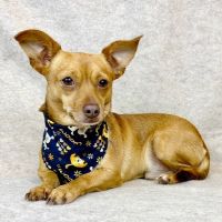 Why Sponsor A Pet? - Loving pet