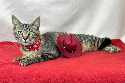 Handsome cowboy Luke  Freeman-Fritts Pet photo