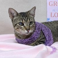 Why Sponsor A Pet? - Loving pet