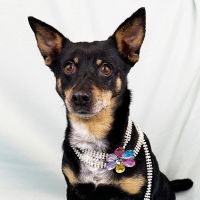 Why Sponsor A Pet? - Loving pet