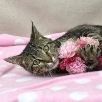 Why Sponsor A Pet? - Loving pet