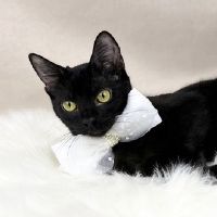 Why Sponsor A Pet? - Loving pet