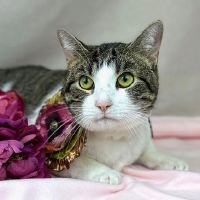 Why Sponsor A Pet? - Loving pet