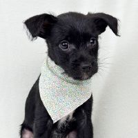 Why Sponsor A Pet? - Loving pet