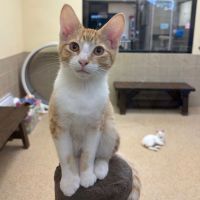 Why Sponsor A Pet? - Loving pet