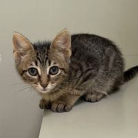 Why Sponsor A Pet? - Loving pet