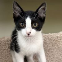 Why Sponsor A Pet? - Loving pet