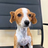 Why Sponsor A Pet? - Loving pet