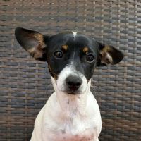 Why Sponsor A Pet? - Loving pet