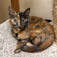 Why Sponsor A Pet? - Loving pet