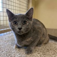 Why Sponsor A Pet? - Loving pet