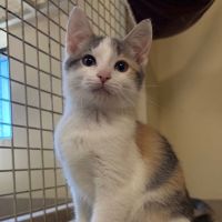 Why Sponsor A Pet? - Loving pet