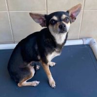 Why Sponsor A Pet? - Loving pet