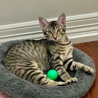 Why Sponsor A Pet? - Loving pet
