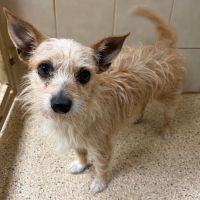 Why Sponsor A Pet? - Loving pet