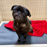 Why Sponsor A Pet? - Loving pet