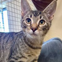 Why Sponsor A Pet? - Loving pet