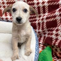 Why Sponsor A Pet? - Loving pet