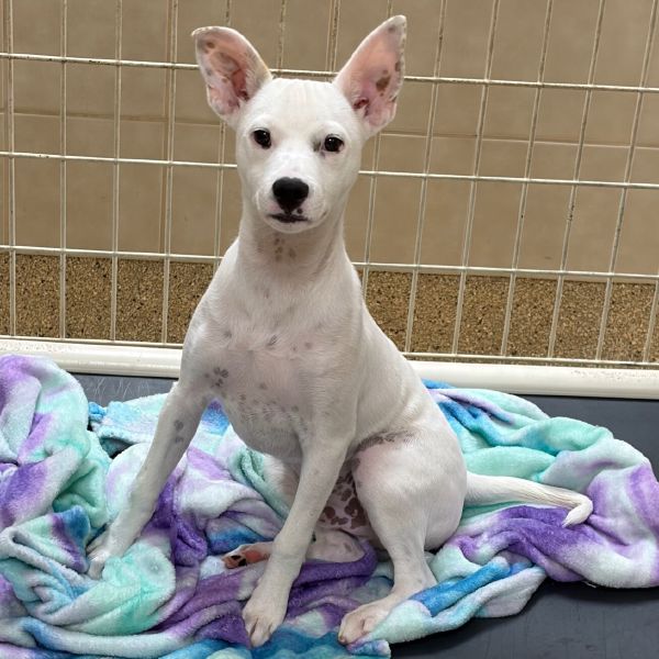 Ziggy