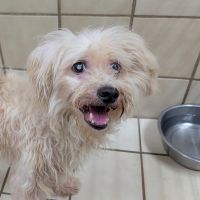 Why Sponsor A Pet? - Loving pet