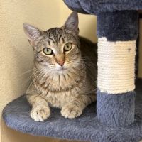 Why Sponsor A Pet? - Loving pet