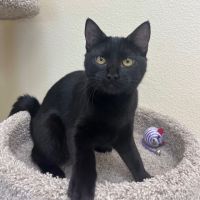 Why Sponsor A Pet? - Loving pet