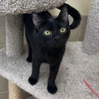 Why Sponsor A Pet? - Loving pet