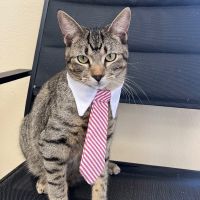 Why Sponsor A Pet? - Loving pet