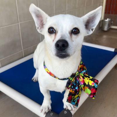Paco1 Freeman-Fritts Pet photo