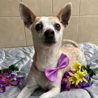 Why Sponsor A Pet? - Loving pet