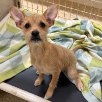 Why Sponsor A Pet? - Loving pet