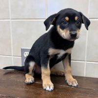 Why Sponsor A Pet? - Loving pet