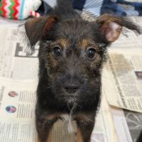 Why Sponsor A Pet? - Loving pet