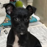 Why Sponsor A Pet? - Loving pet