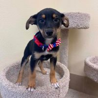 Why Sponsor A Pet? - Loving pet