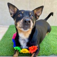 Why Sponsor A Pet? - Loving pet