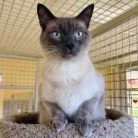 Why Sponsor A Pet? - Loving pet
