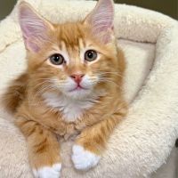 Why Sponsor A Pet? - Loving pet