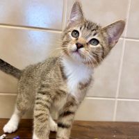 Why Sponsor A Pet? - Loving pet
