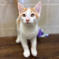 Why Sponsor A Pet? - Loving pet